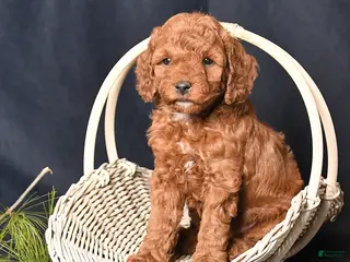 Cockapoo dogs for sale: Pansy - Ad 3