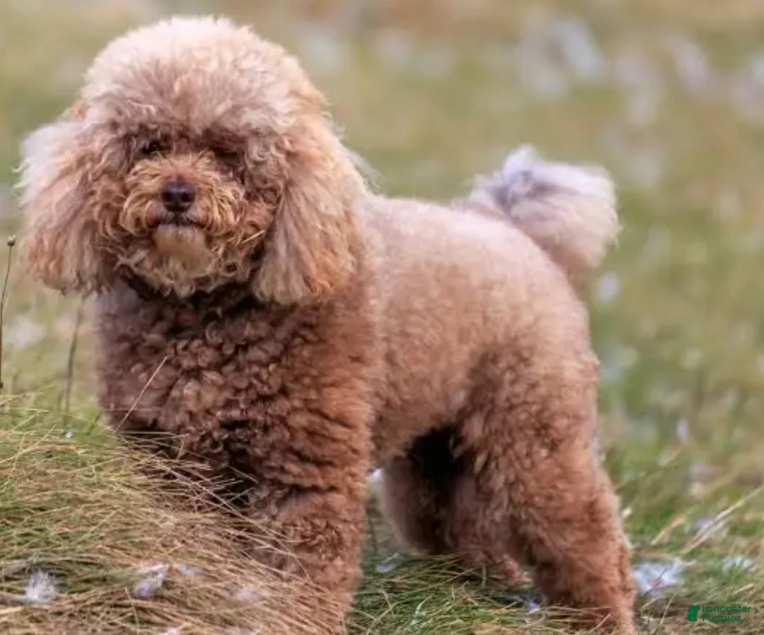Miniature Poodle dogs for sale: Muddypaws - Ad 5