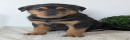 Mixed Breed dogs for sale: Phoenix  - Ad 8