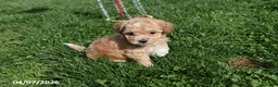 Bichpoo dogs for sale: Bethany - Ad 4