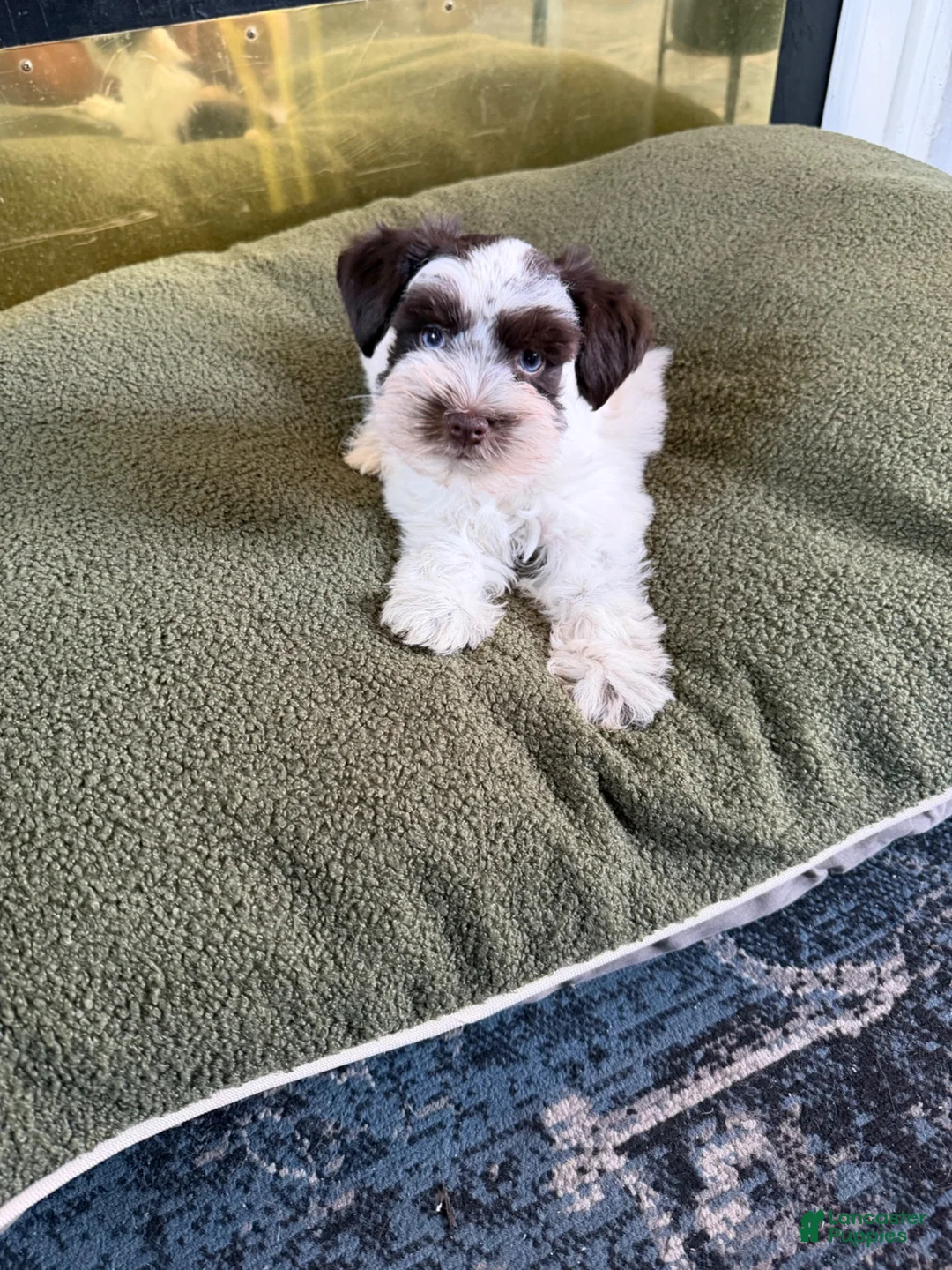 Miniature Schnauzer dogs for sale: Miniature Schnauzer 1 - Ad 6