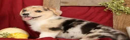 Welsh Corgi Pembroke dogs for sale: Teddy - Ad 2