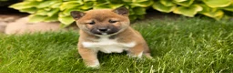 Shiba Inu dogs for sale: Juanita  - Ad 2