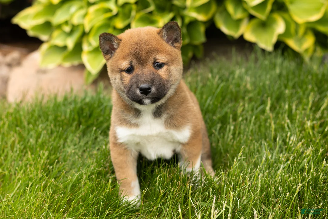 Shiba Inu dogs for sale: Juanita  - Ad 2