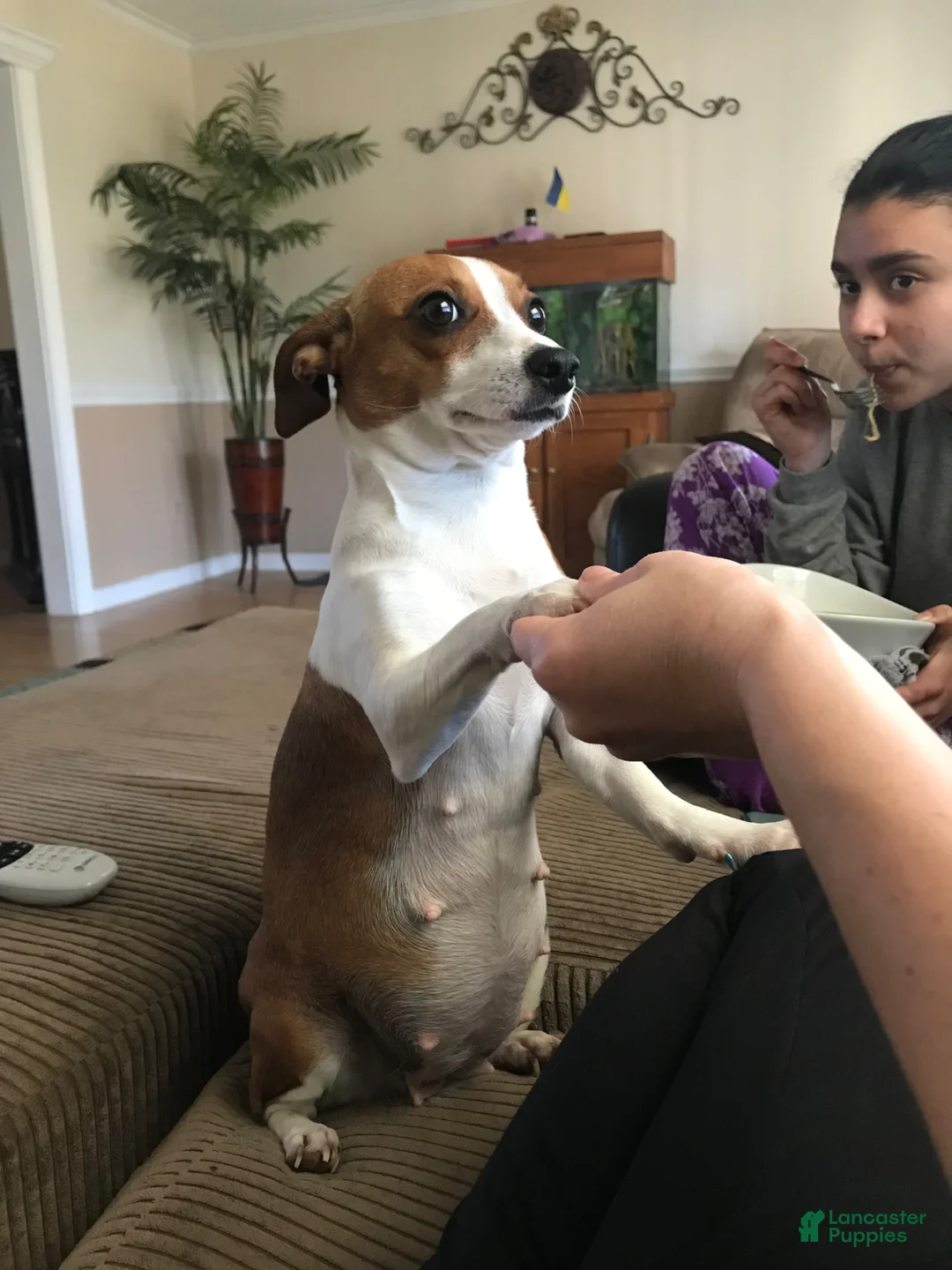 Jack Russell Terrier dogs for sale: Jack Russell Terrier Puppy 2 - Ad 2