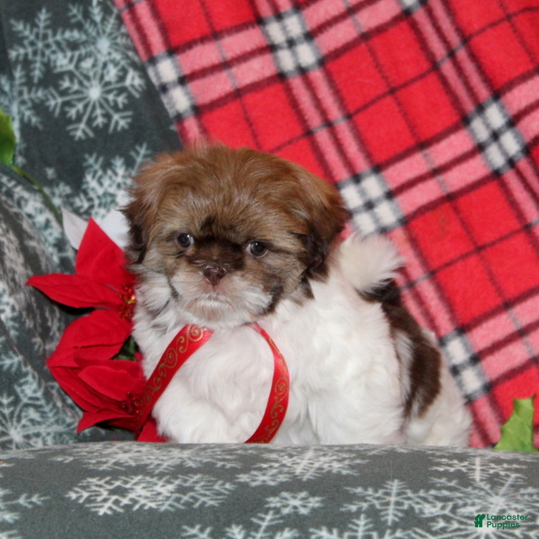 Shih Tzu dogs for sale: Mikey  - Ad 1