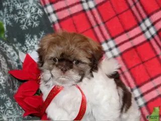Shih Tzu dogs Mikey - Ad 19