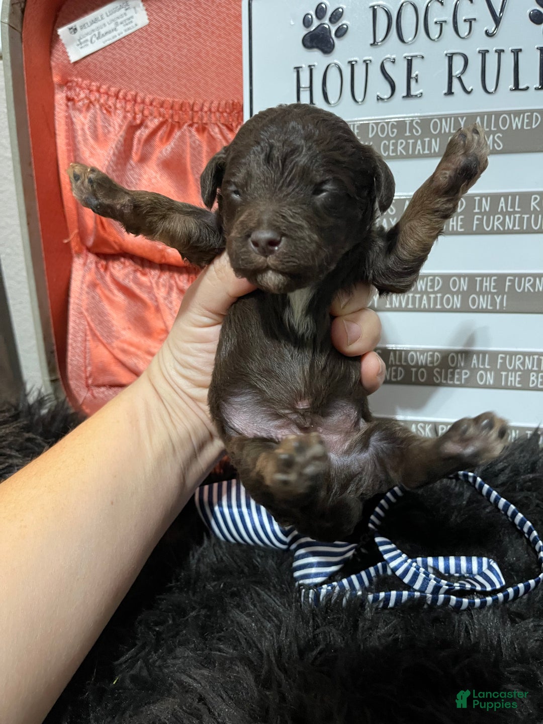 Miniature Poodle dogs for sale: Akc Clear Chocolate Phantom Boy 1 - Ad 25