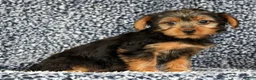Yorkshire Terrier dogs for sale: Adaline - Ad 6