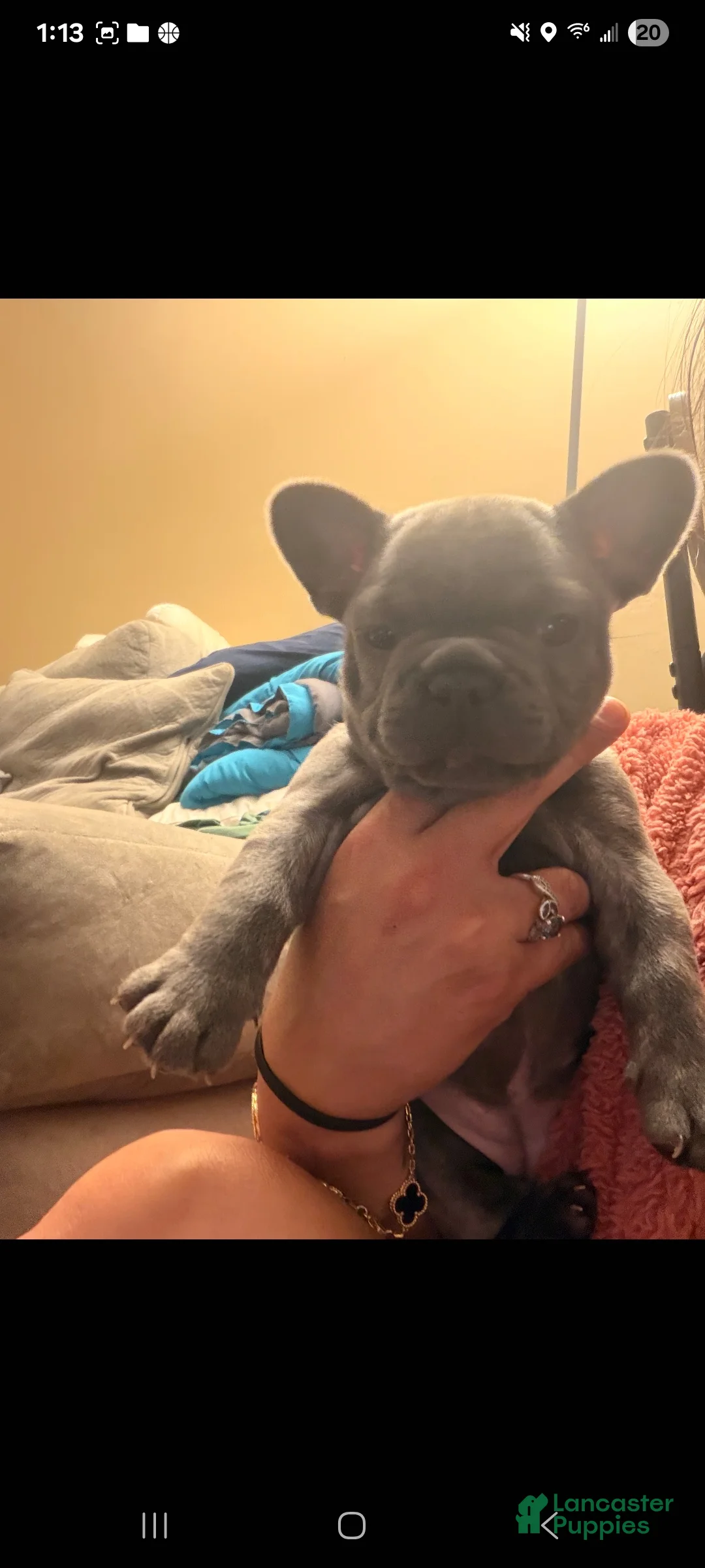 French Bulldog dogs for sale: Stormy - Ad 16