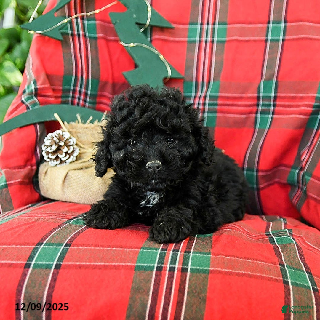 Cockapoo dogs for sale: Star - Ad 4