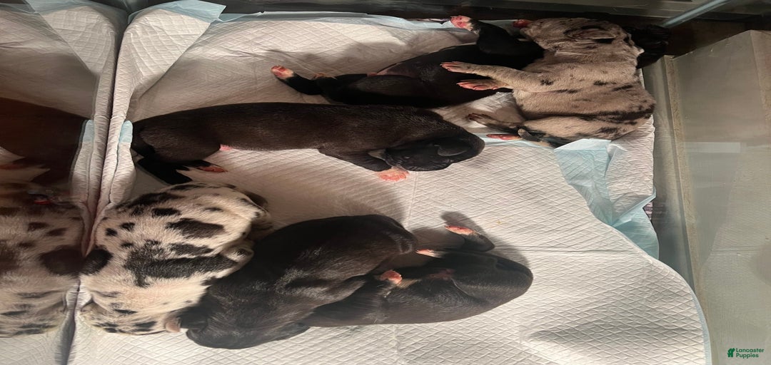 Gallery Image {{count}}