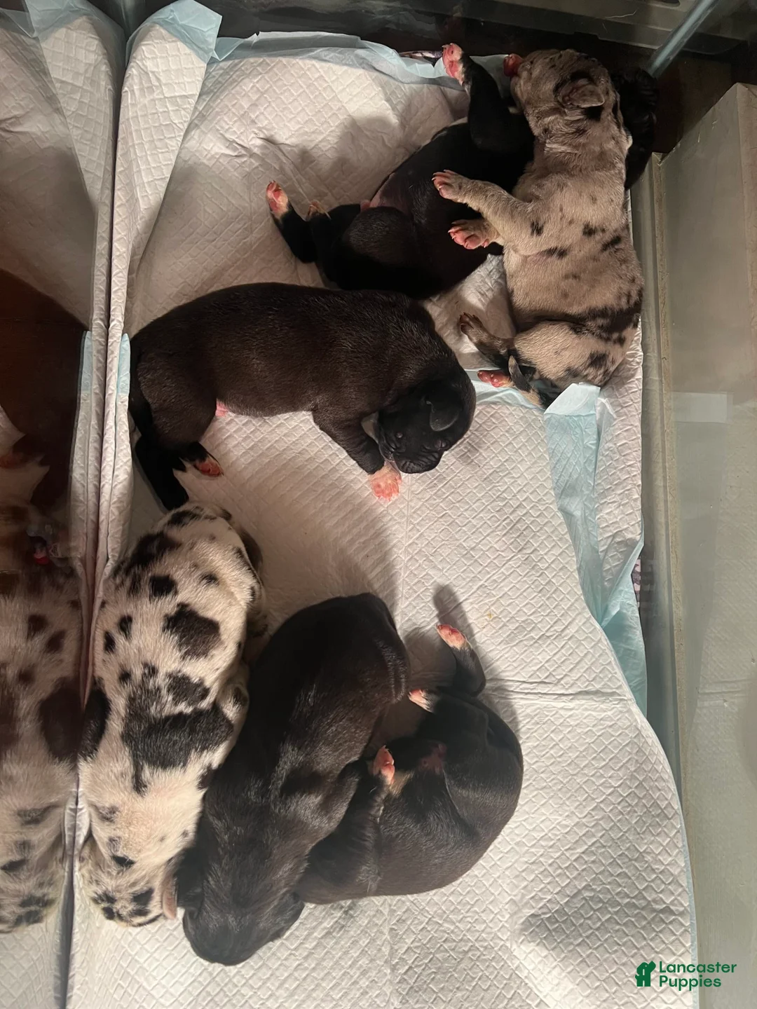 Gallery Image {{count}}