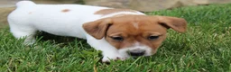 Jack Russell Terrier dogs for sale: Frankie - Ad 6