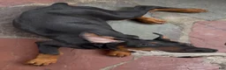 Doberman Pinscher dogs for sale: Draco - Ad 5