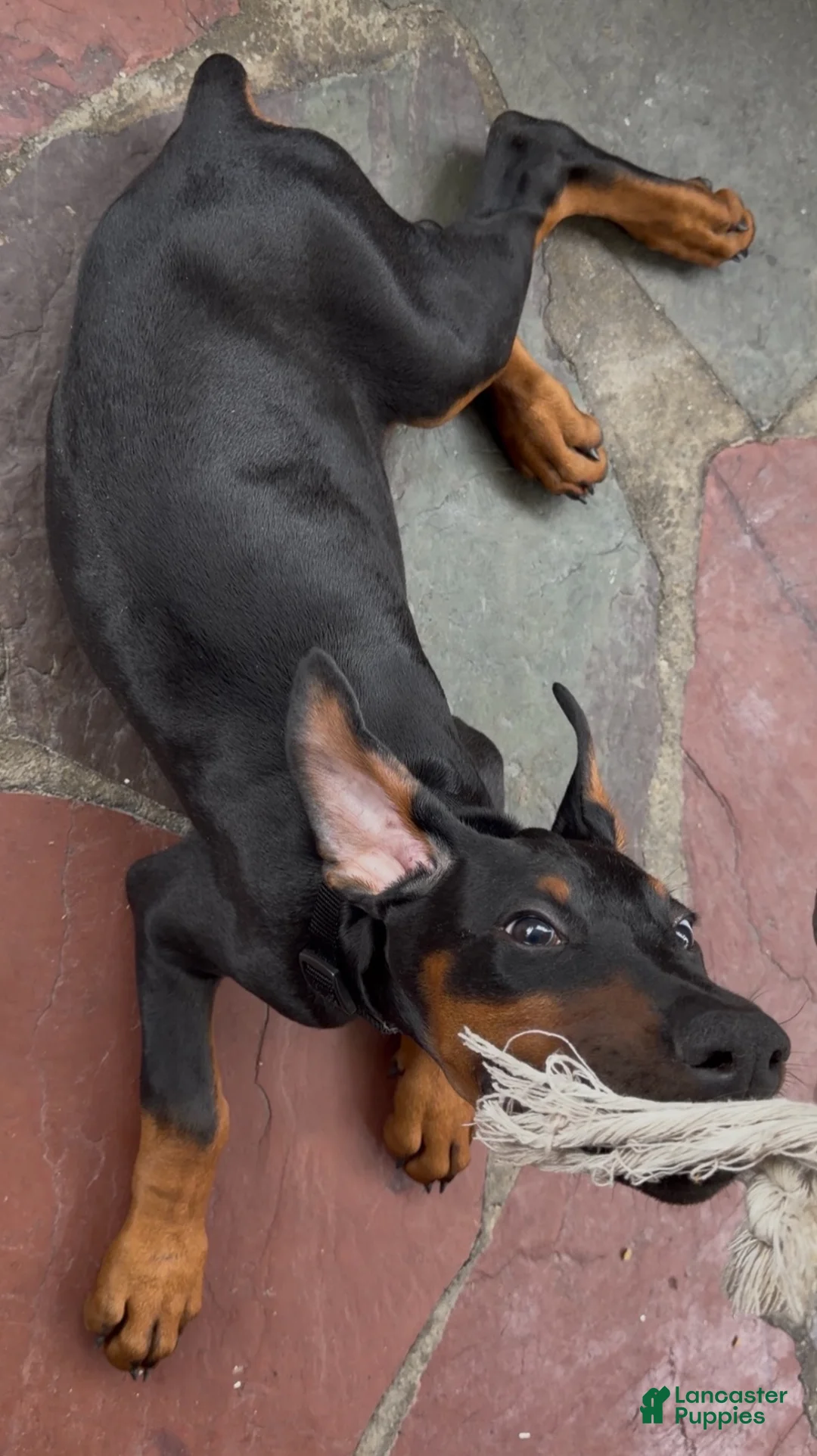 Doberman Pinscher dogs for sale: Draco - Ad 5