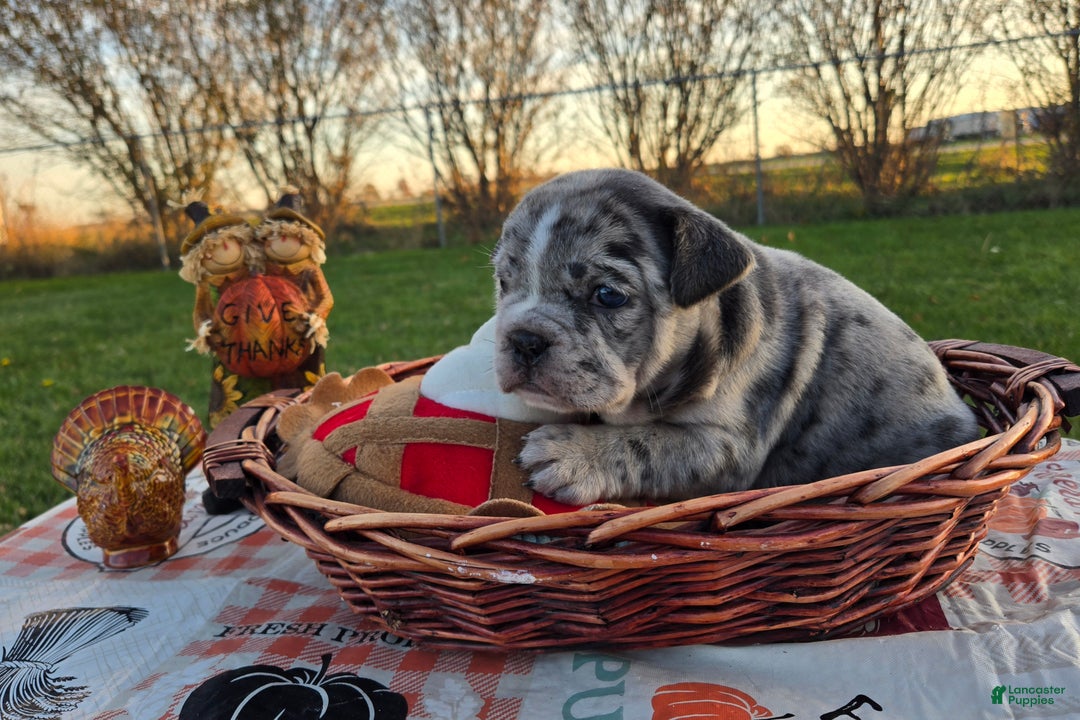 French Bulldog dogs for sale: Faith - Ad 5