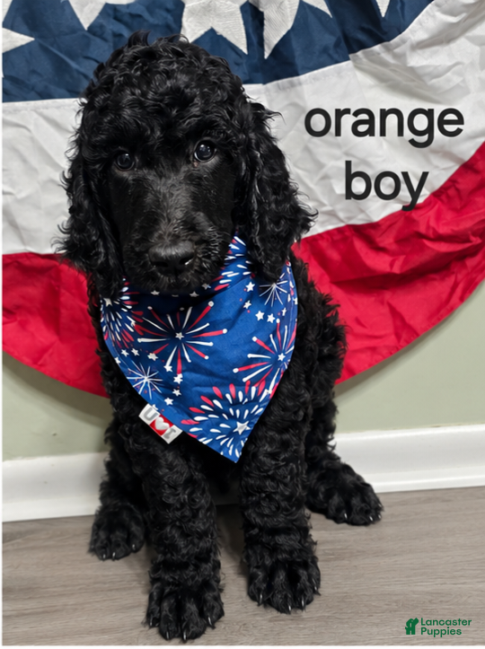 Standard Poodle dogs Standard Poodle 4 Orange Boy  - Ad 1