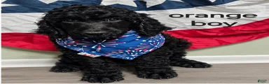 Standard Poodle 4 Orange Boy 