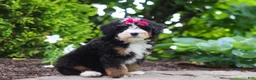 Mini Bernedoodle dogs for sale: Claire - Ad 4