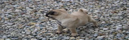 Pug dogs for sale: Teddy - Ad 3