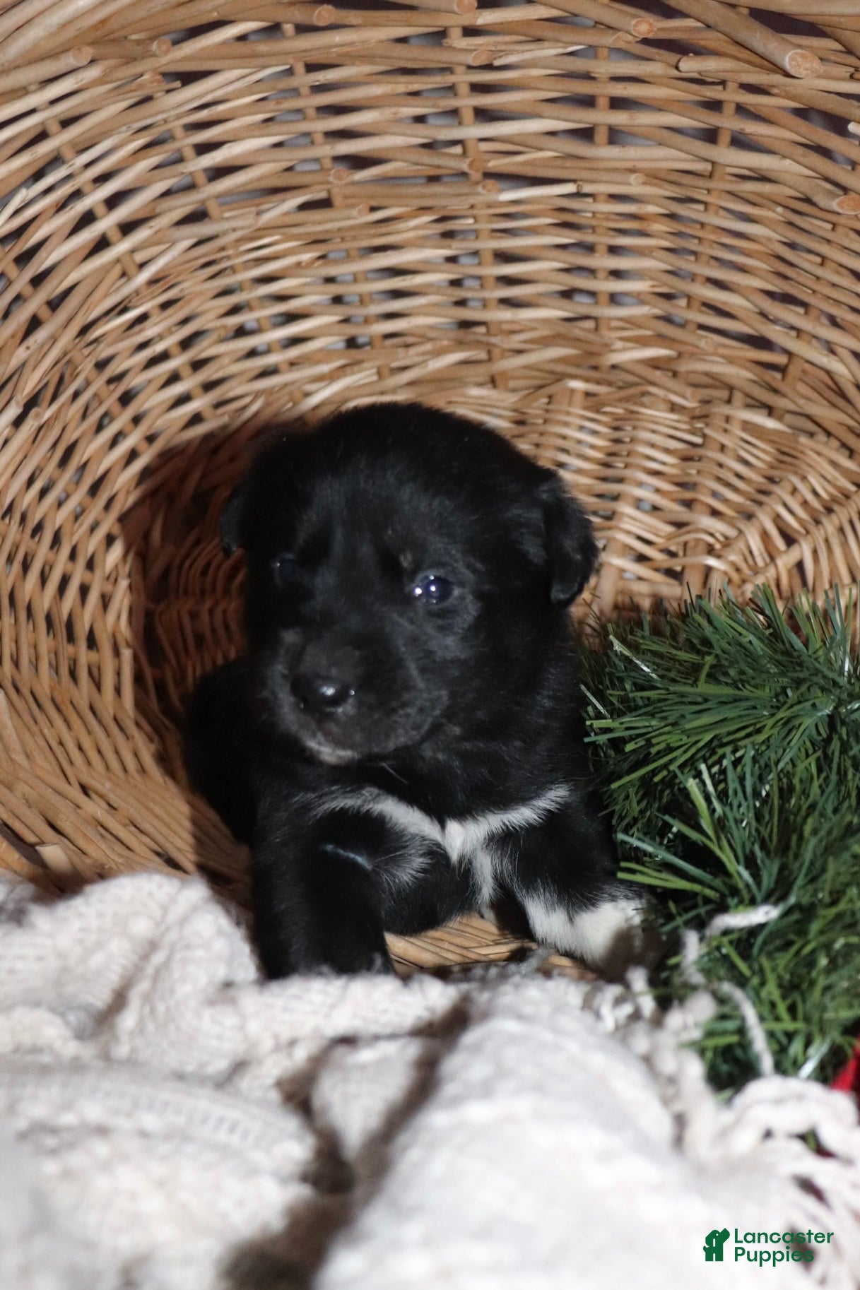 Goberian dogs Gus - Ad 9