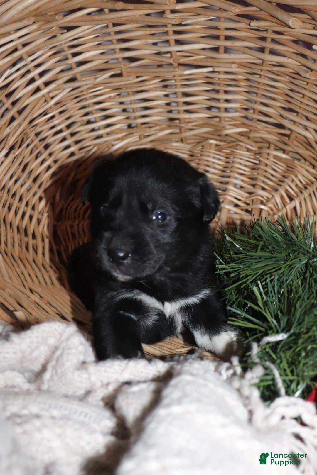 Goberian dogs for sale: Gus - Ad 1