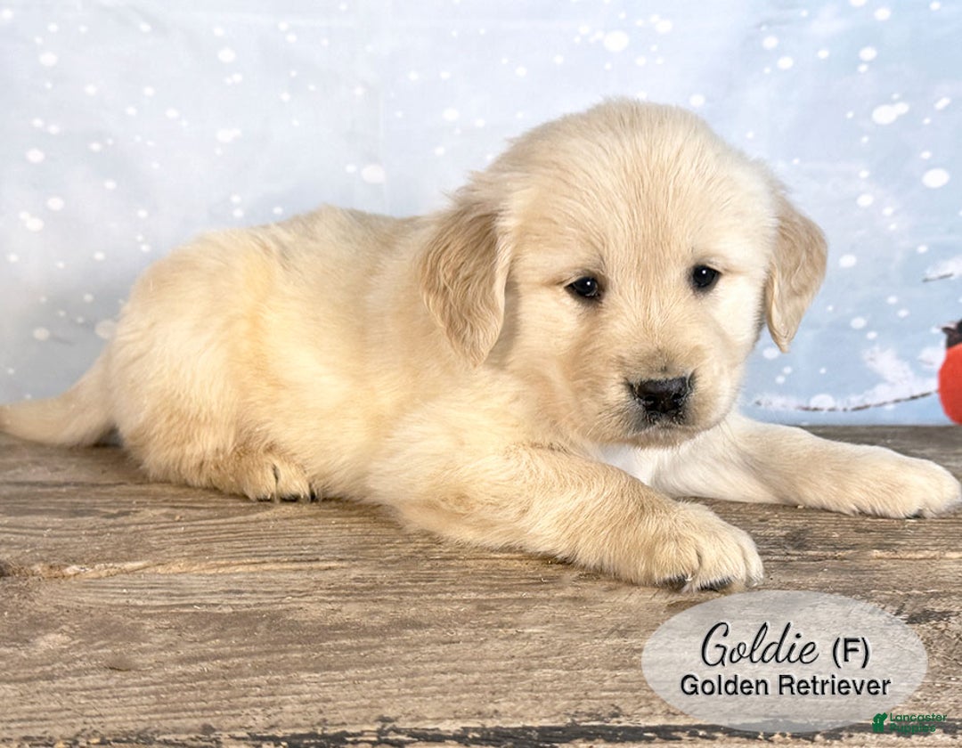 Golden Retriever dogs for sale: Goldie - Ad 3