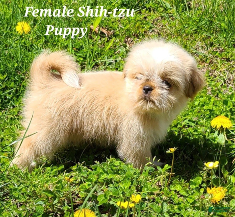 Shih Tzu dogs Fawn & White Girl - Ad 2