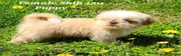 Shih Tzu dogs for sale: Fawn & White Girl - Ad 2