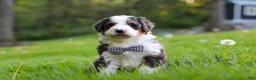 Bernedoodle dogs for sale: Rockey - Ad 3