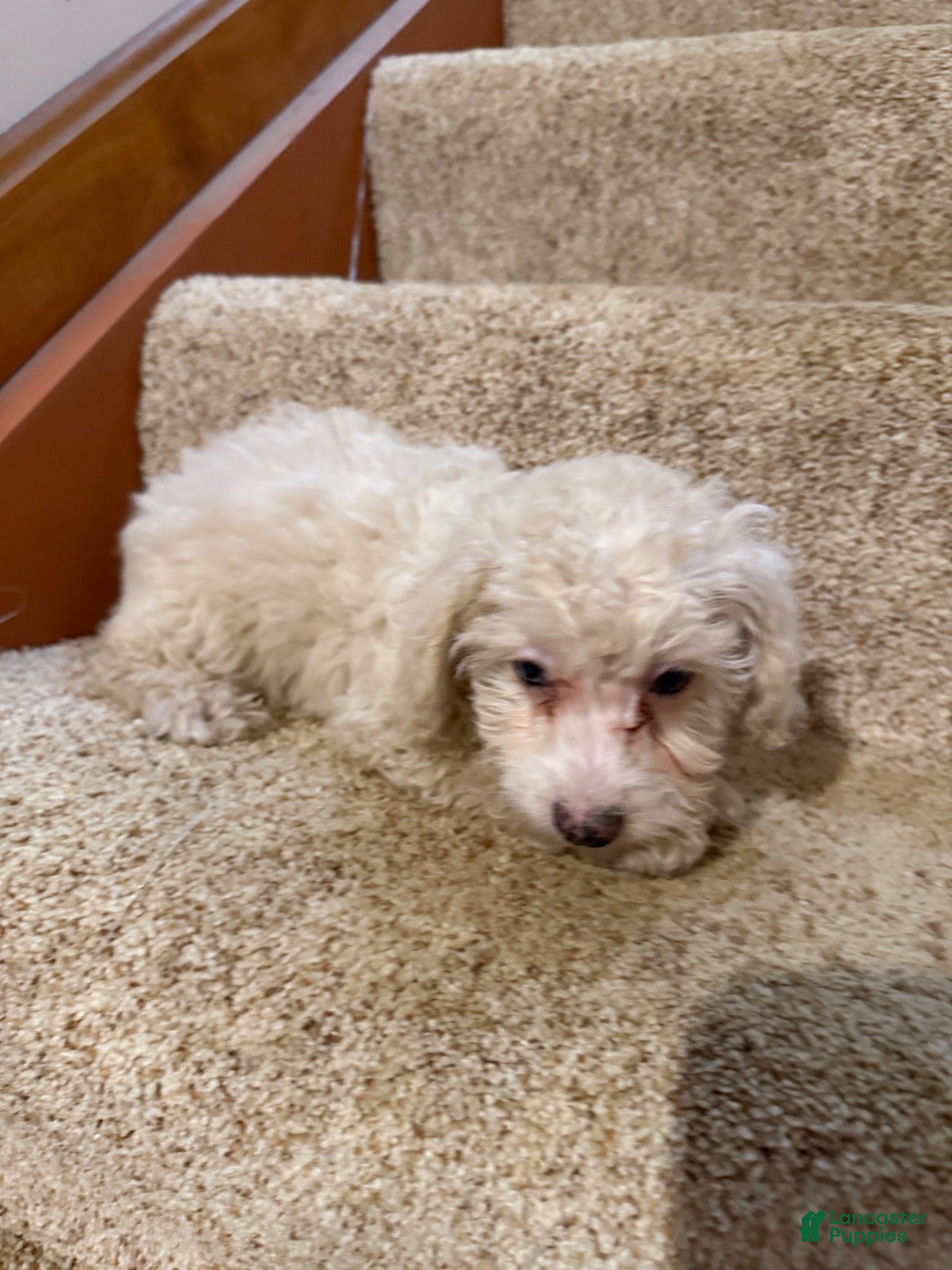 Miniature Poodle dogs Mia - Ad 1