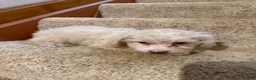 Miniature Poodle dogs for sale: Leeza - Ad 7