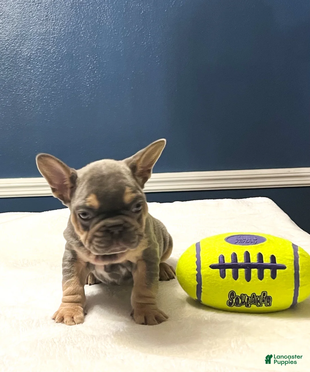 French Bulldog dogs for sale: Dunkin - Ad 5