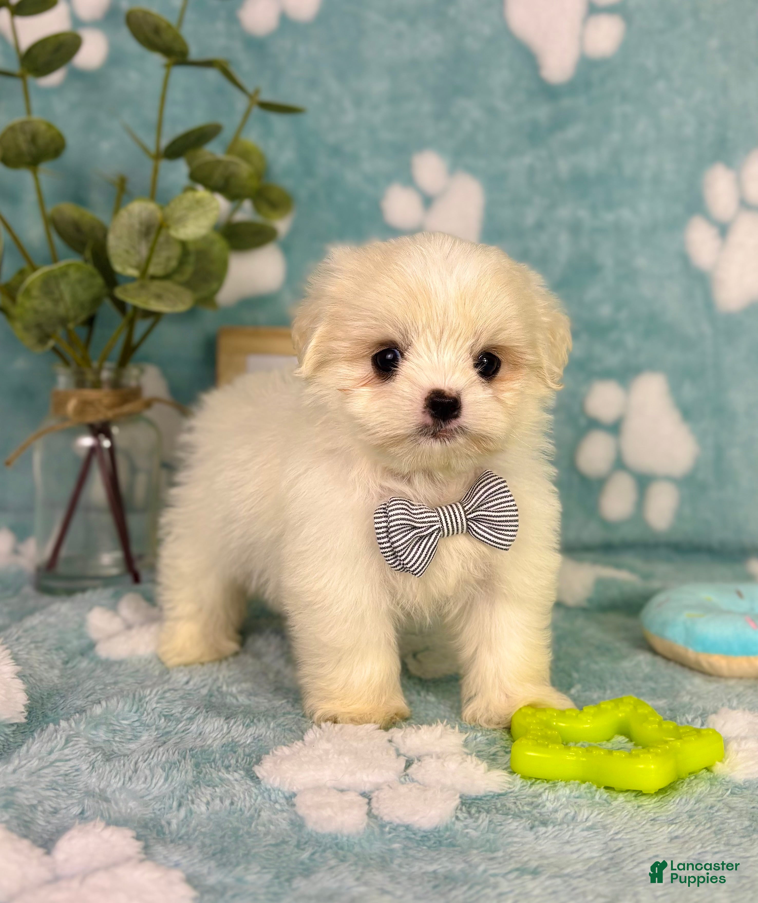Malshi dogs Teddy - Ad 19