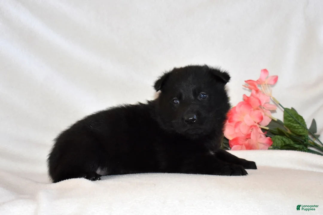 German Shepherd dogs for sale: Stormy - Ad 6