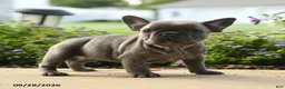 French Bulldog dogs for sale: Winnie - Ad 4