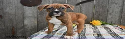 Boxer dogs for sale: Billy - Ad 5