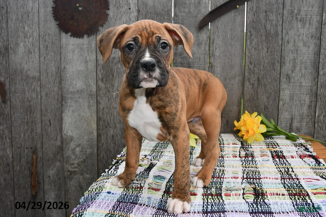 Boxer dogs for sale: Billy - Ad 5