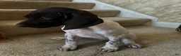 German Shorthaired Pointer dogs for sale: German Shorthaired Pointer Puppy 2 - Ad 4