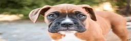 Boxer dogs for sale: Espresso - Ad 2