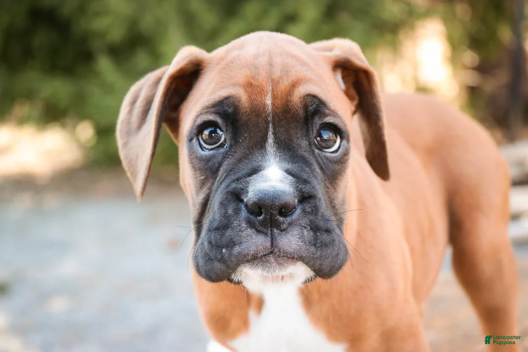 Boxer dogs for sale: Espresso - Ad 2