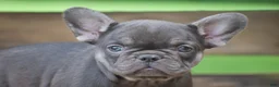 French Bulldog dogs for sale: Pansy - Ad 3