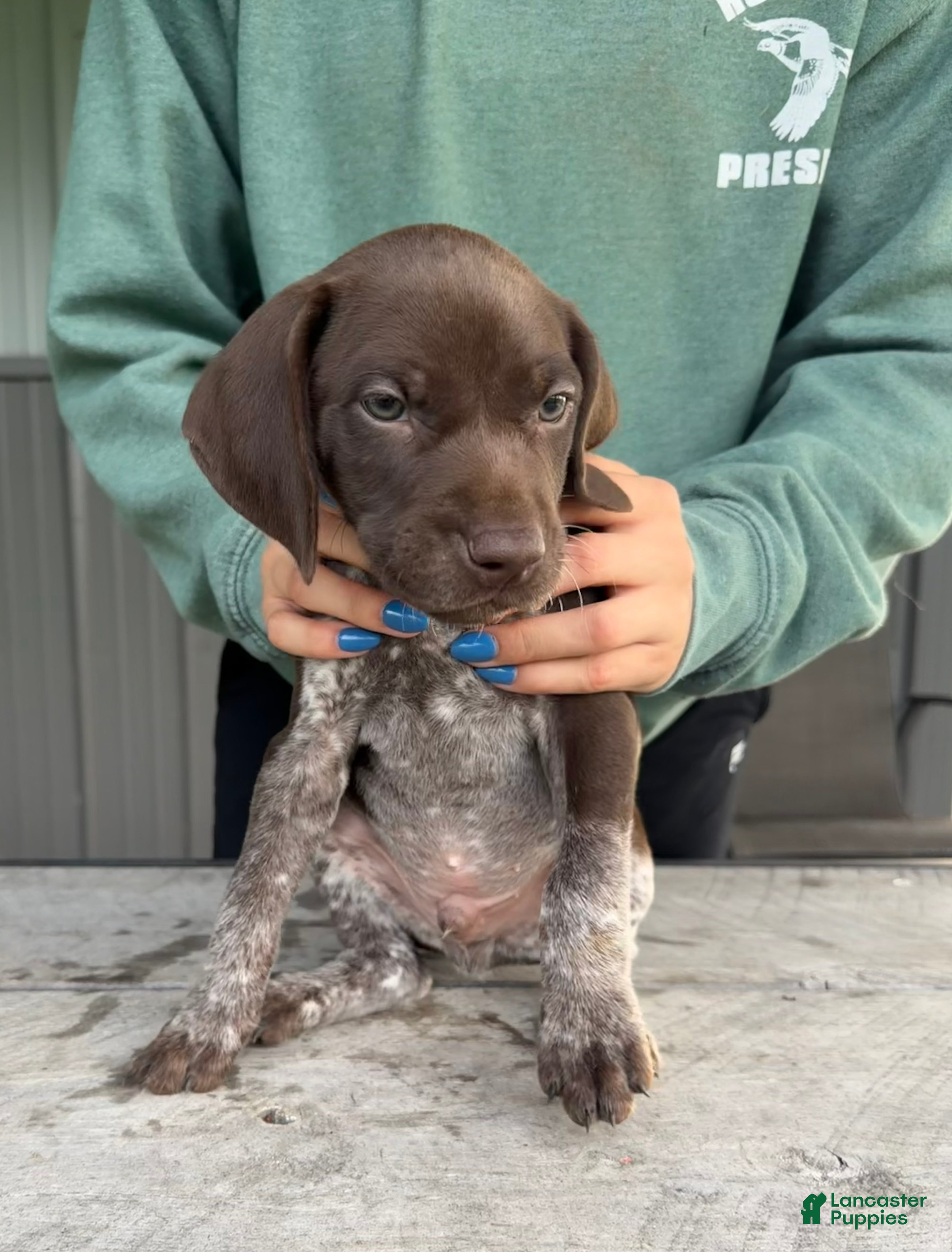 German Shorthaired Pointer