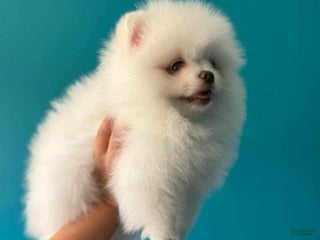 Pomeranian dogs - Ad 12