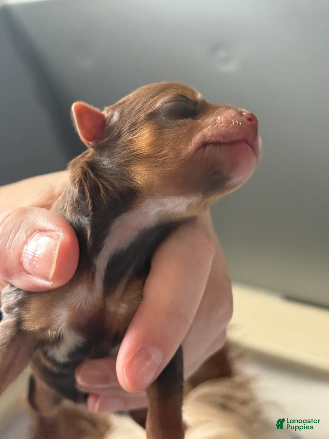 Yorkshire Terrier dogs for sale: Yorkshire Terrier Puppy 4 - Ad 2