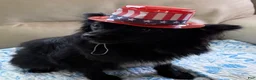 Pomeranian dogs for sale: Pomeranian 5 - Ad 2