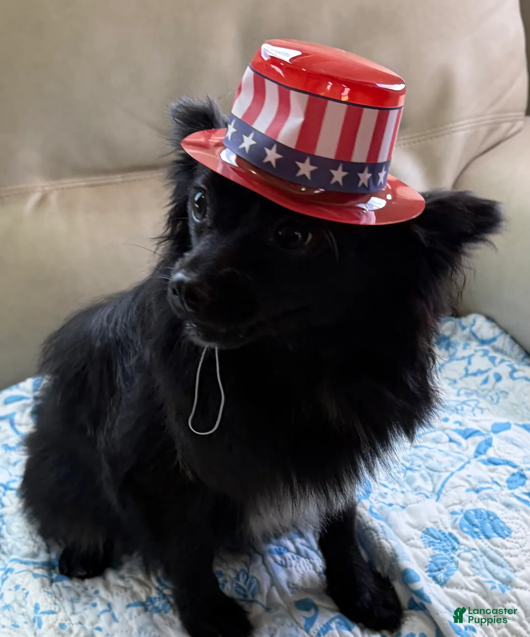 Pomeranian dogs for sale: Pomeranian 5 - Ad 2
