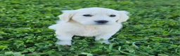 Golden Retriever dogs for sale: Ellie - Ad 4