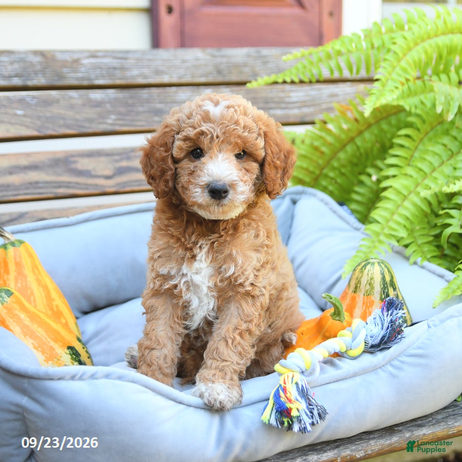 Cavapoo dogs Warrior - Ad 2